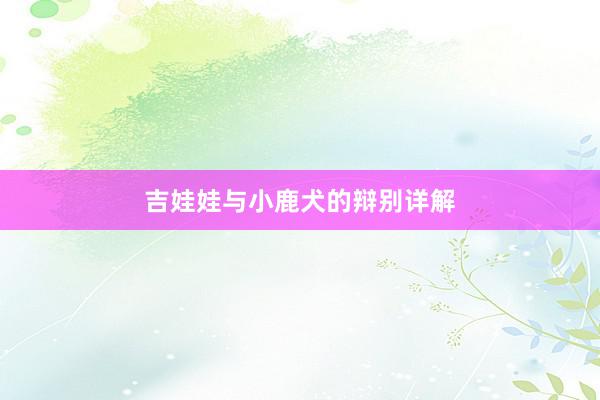 吉娃娃与小鹿犬的辩别详解